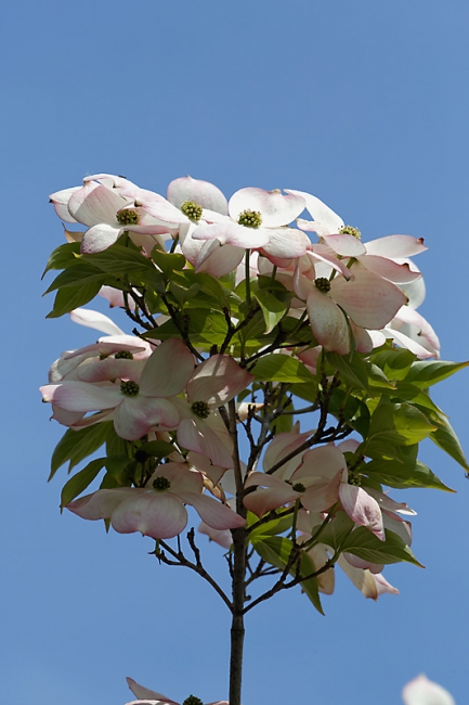 Jardin des Impressionnistes-MAI14-014